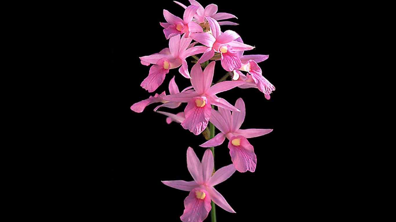 Belle et élégante orchidée fond d'écran #15 - 1366x768