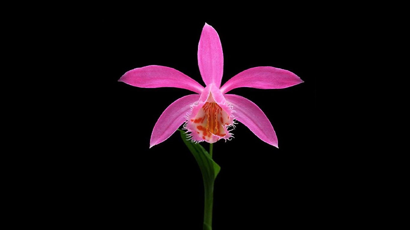 Hermosa y elegante fondo de pantalla de orquídeas #16 - 1366x768