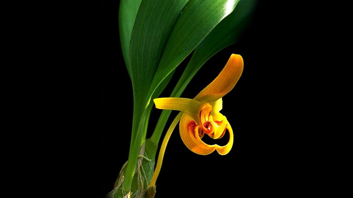 Hermosa y elegante fondo de pantalla de orquídeas #17 - 1366x768