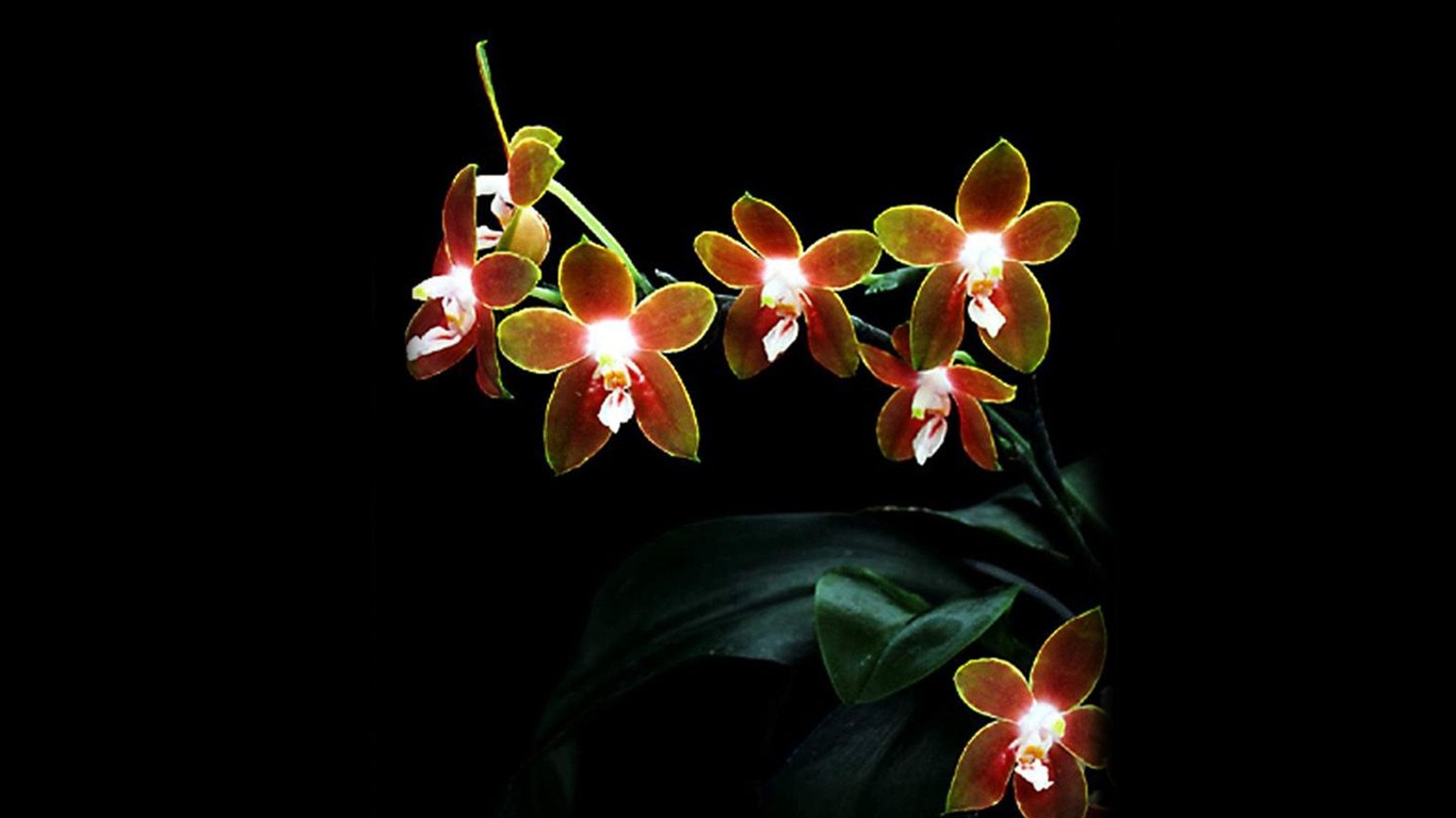 Hermosa y elegante fondo de pantalla de orquídeas #18 - 1366x768