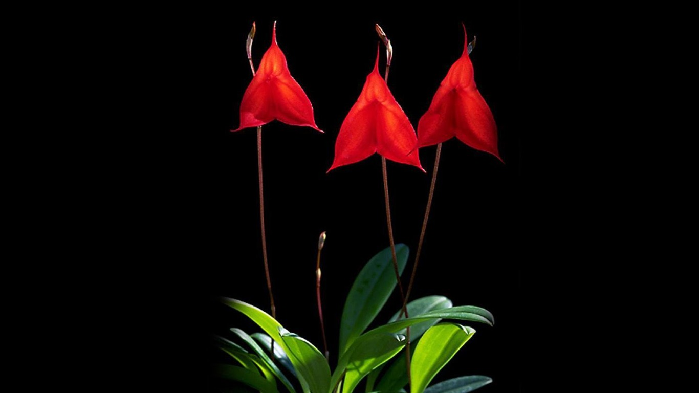 Hermosa y elegante fondo de pantalla de orquídeas #20 - 1366x768