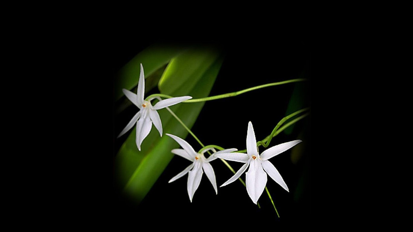 Hermosa y elegante fondo de pantalla de orquídeas #21 - 1366x768