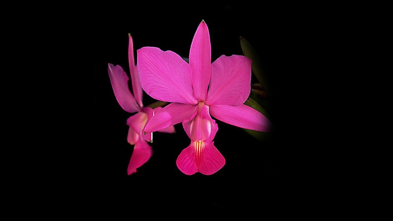 Hermosa y elegante fondo de pantalla de orquídeas #22 - 1366x768