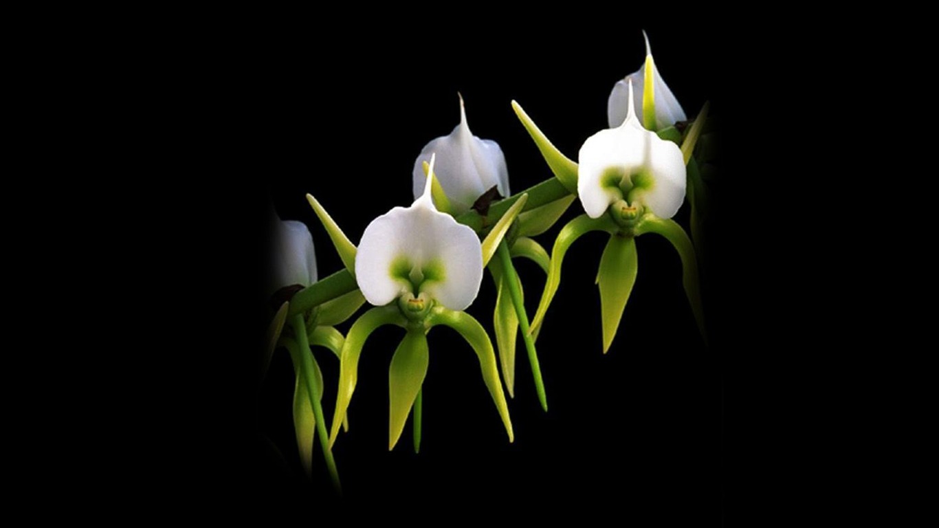 Hermosa y elegante fondo de pantalla de orquídeas #23 - 1366x768