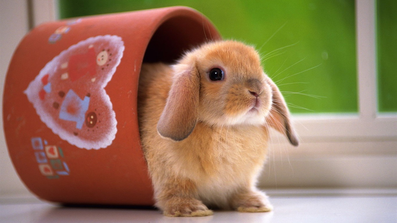 可爱的小兔子壁纸专辑6 - 1366x768