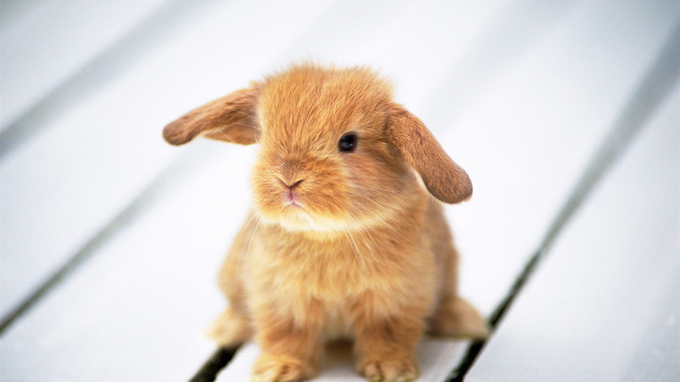 Cute little bunny Tapete #9 - 1366x768