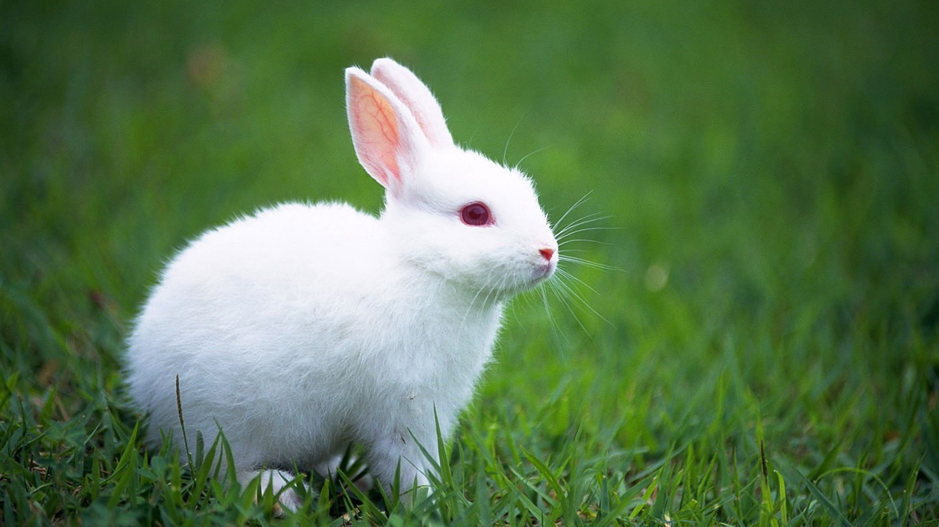 可爱的小兔子壁纸专辑12 - 1366x768