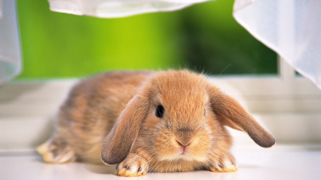 可愛的小兔子壁紙專輯 #14 - 1366x768