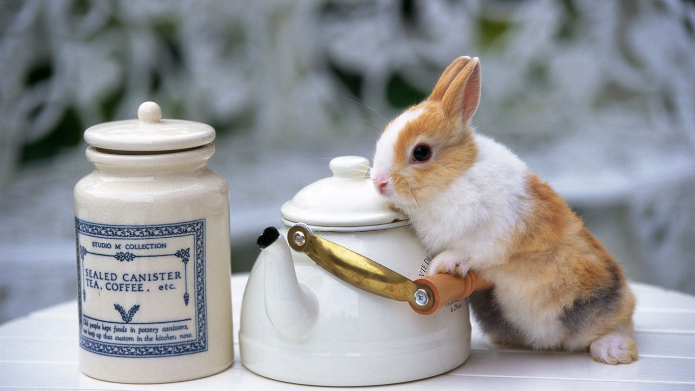 Cute little bunny Tapete #21 - 1366x768