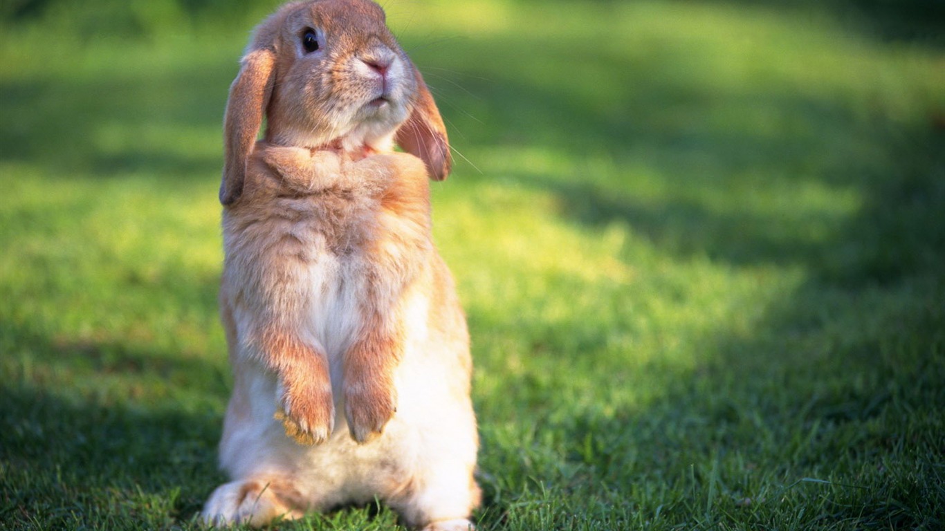 Cute little bunny Tapete #22 - 1366x768