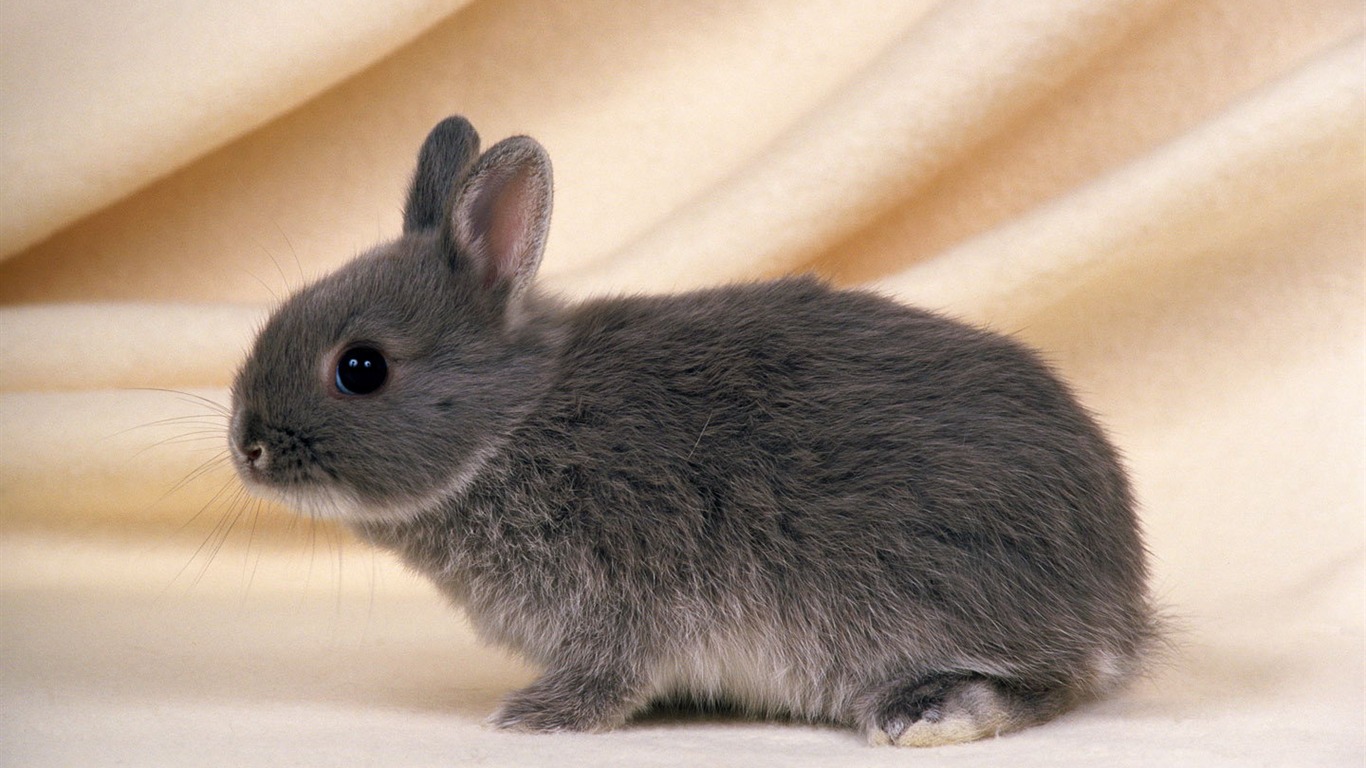 Cute little bunny Tapete #30 - 1366x768