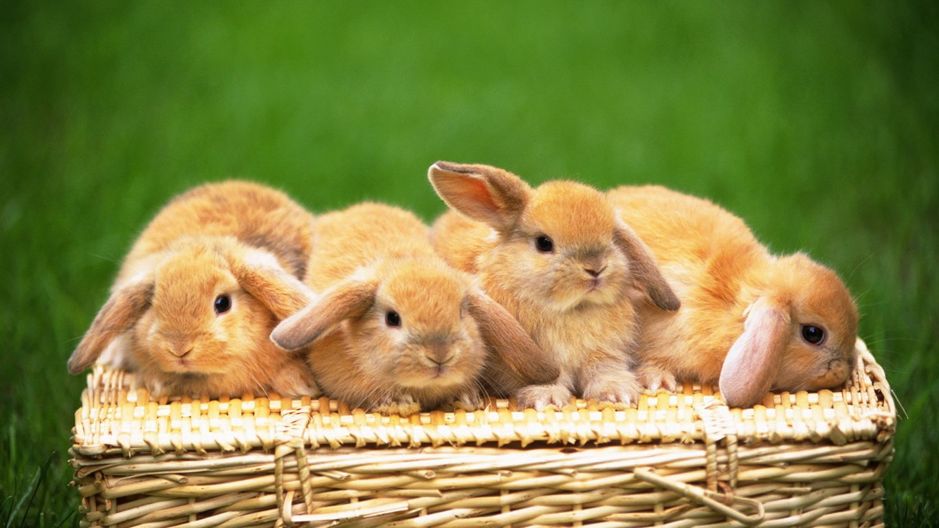 Cute little bunny Tapete #32 - 1366x768