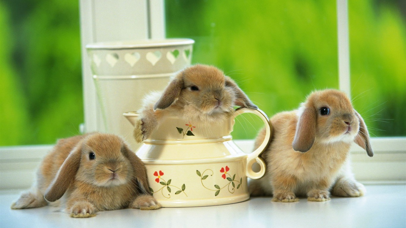 可愛的小兔子壁紙專輯 #33 - 1366x768