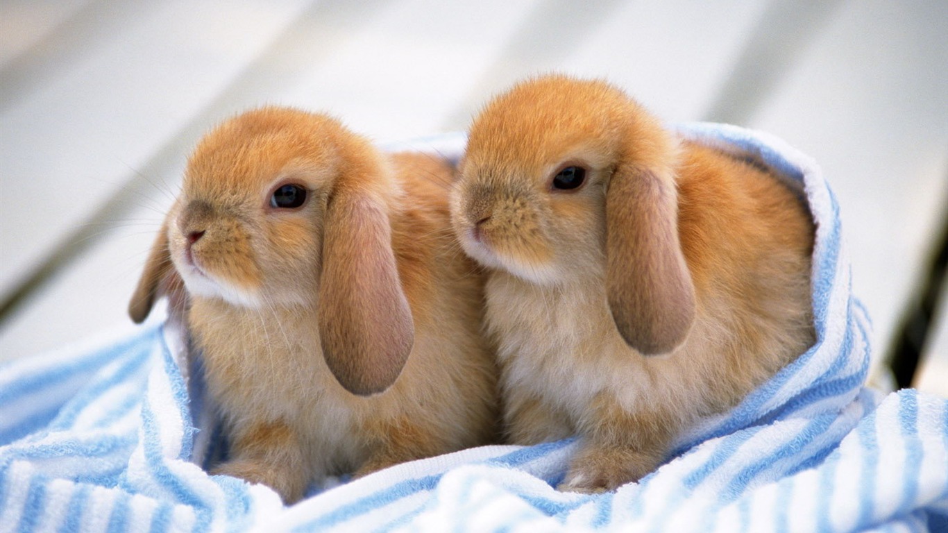 可愛的小兔子壁紙專輯 #35 - 1366x768