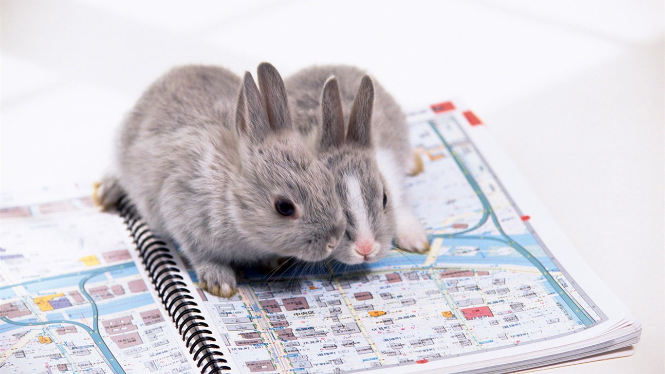 可爱的小兔子壁纸专辑36 - 1366x768