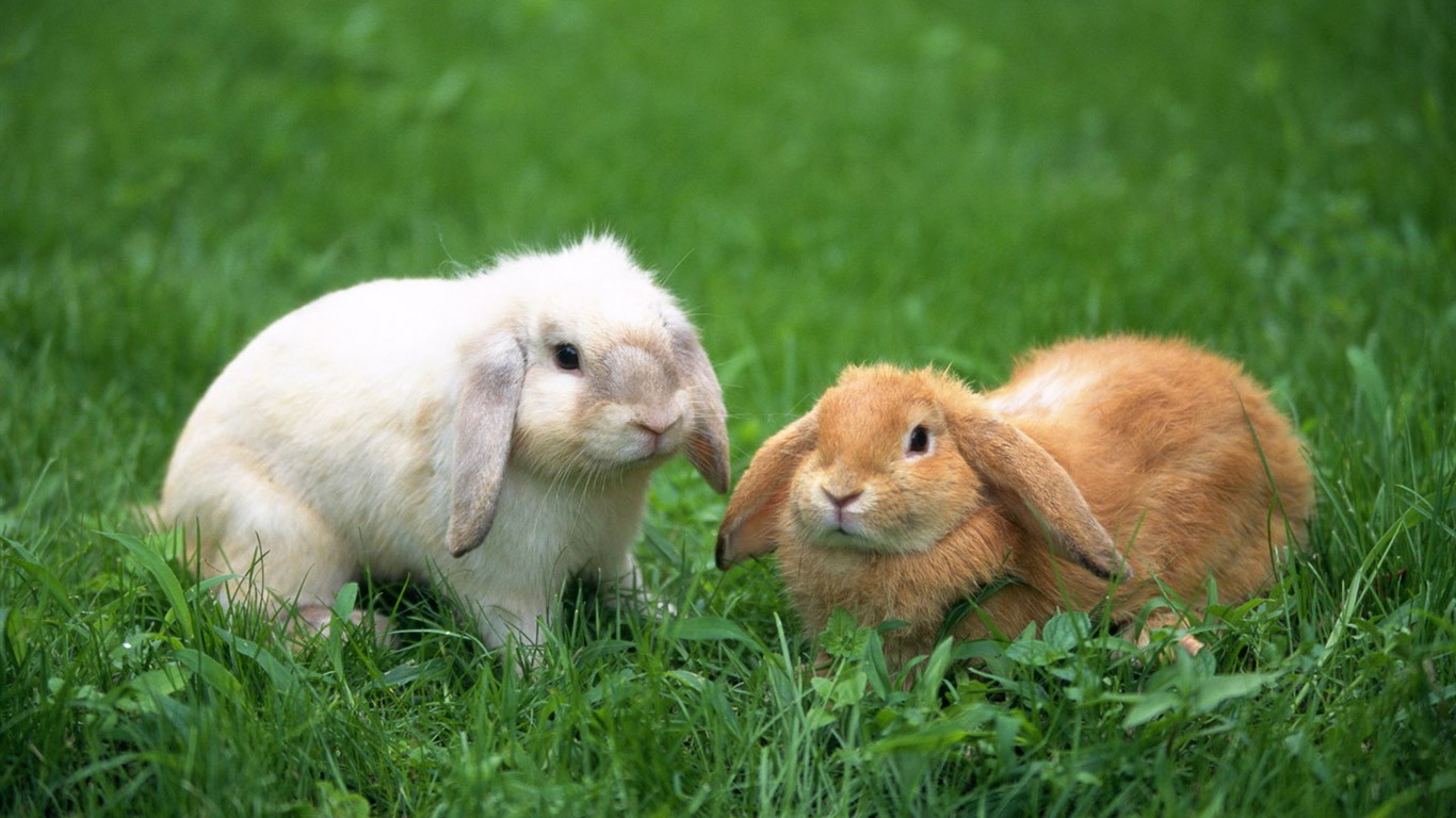 Cute little bunny Tapete #37 - 1366x768