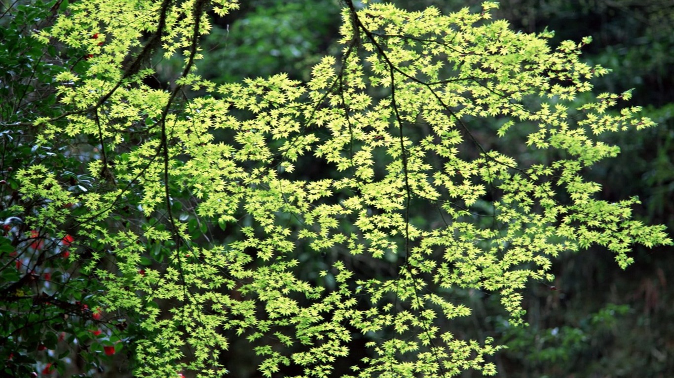 Primavera Naturaleza fondos de pantalla #4 - 1366x768