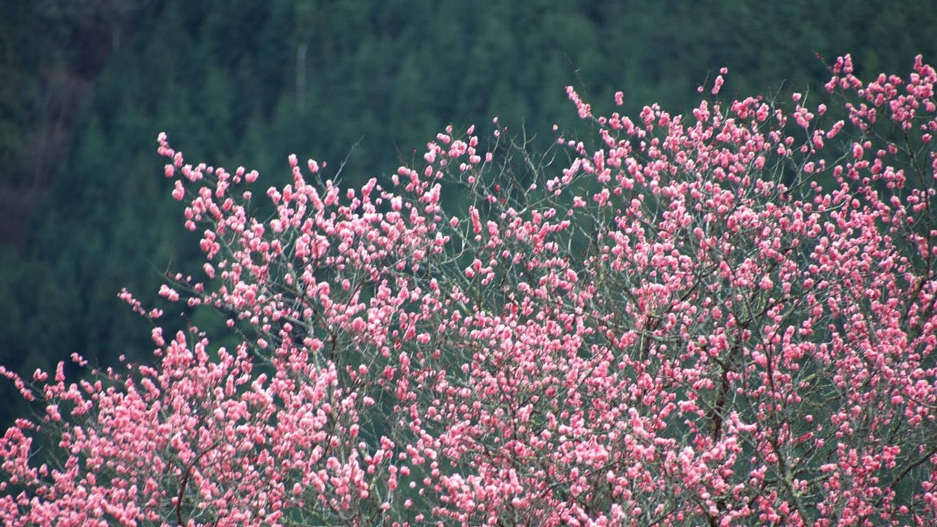 春色 自然风景壁纸6 - 1366x768