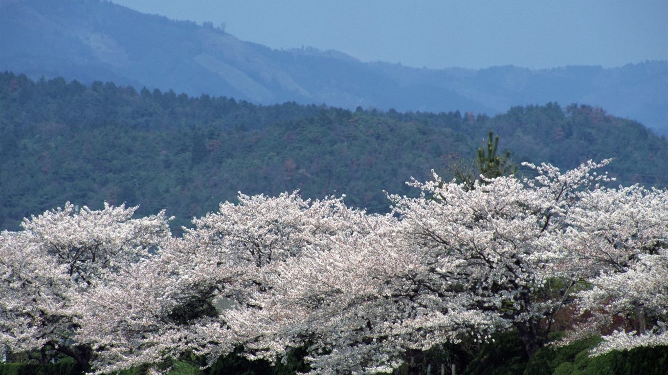 春色 自然风景壁纸9 - 1366x768