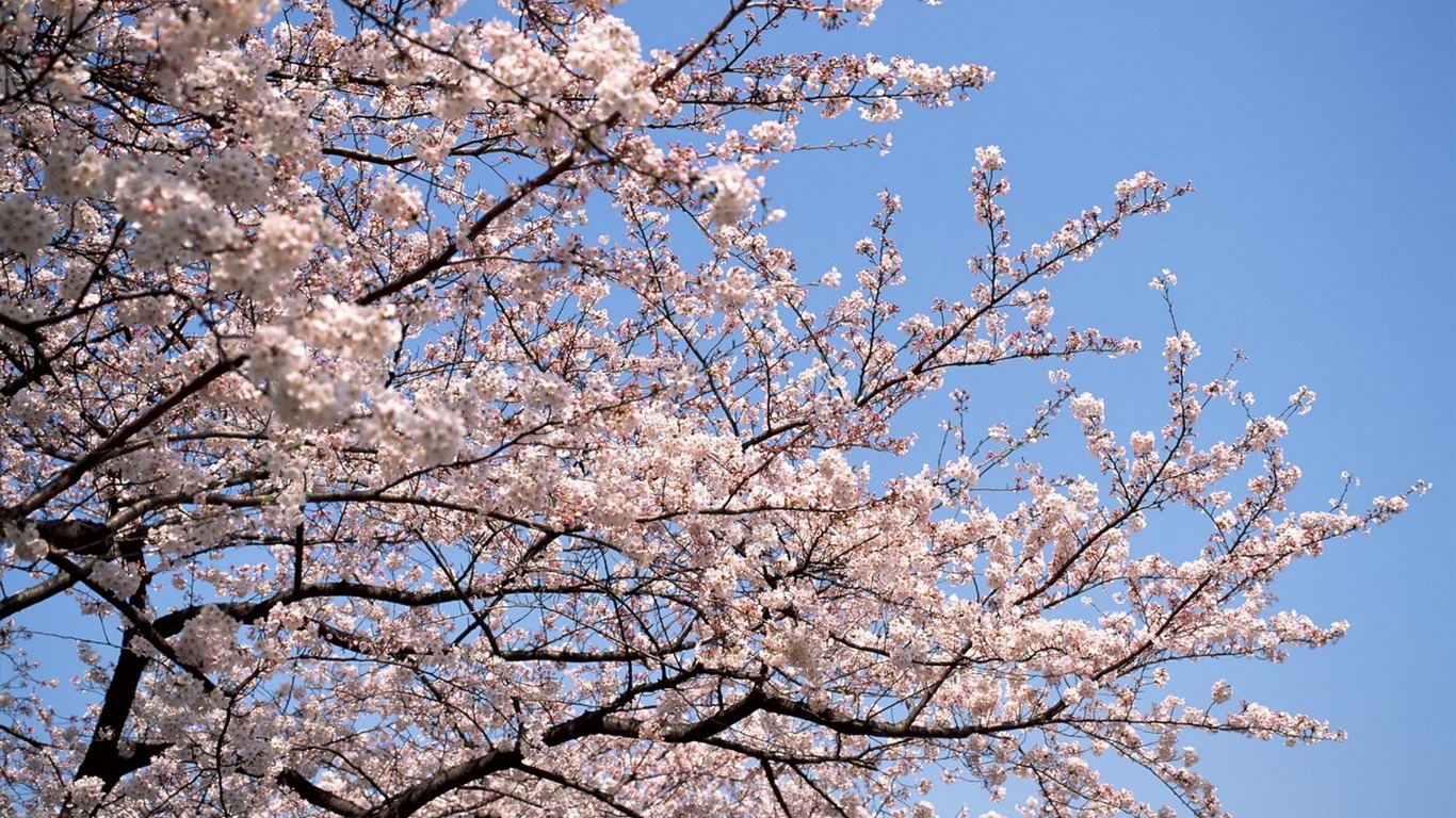 Printemps fonds d'écran Nature #12 - 1366x768