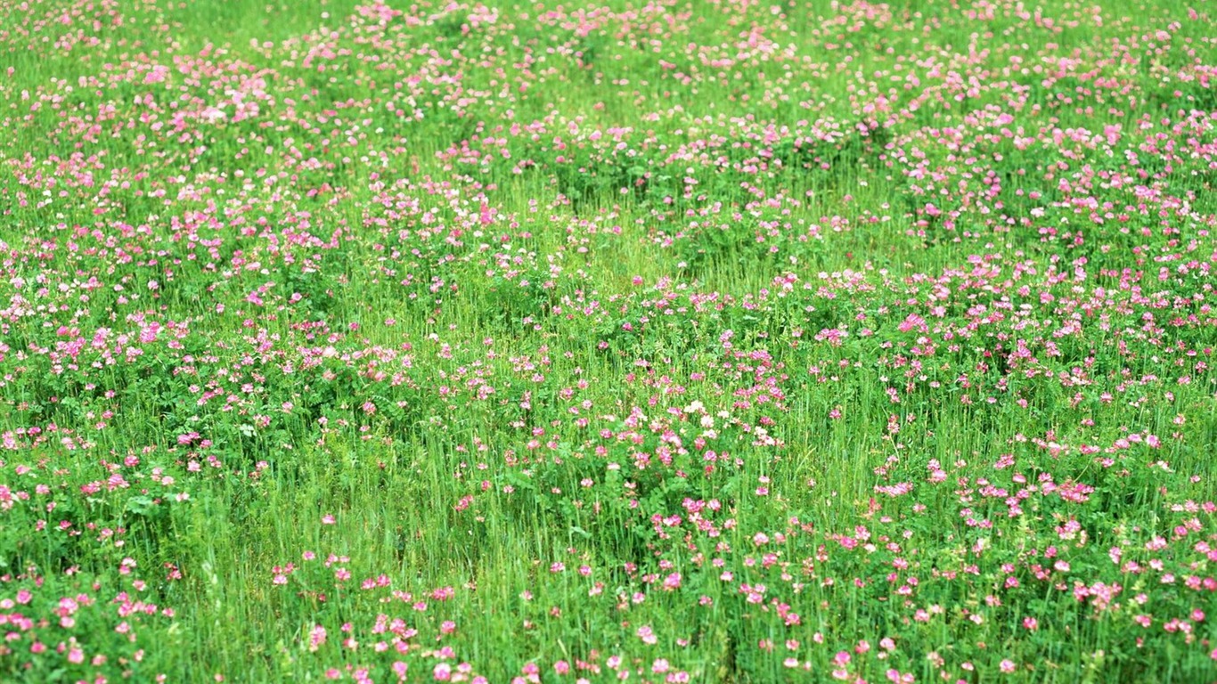 春色 自然风景壁纸14 - 1366x768