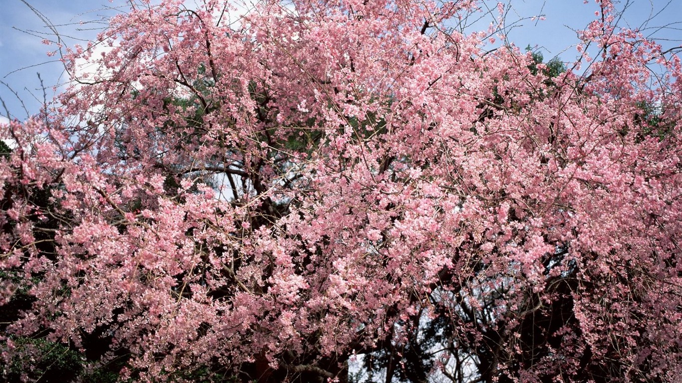 春色 自然风景壁纸17 - 1366x768