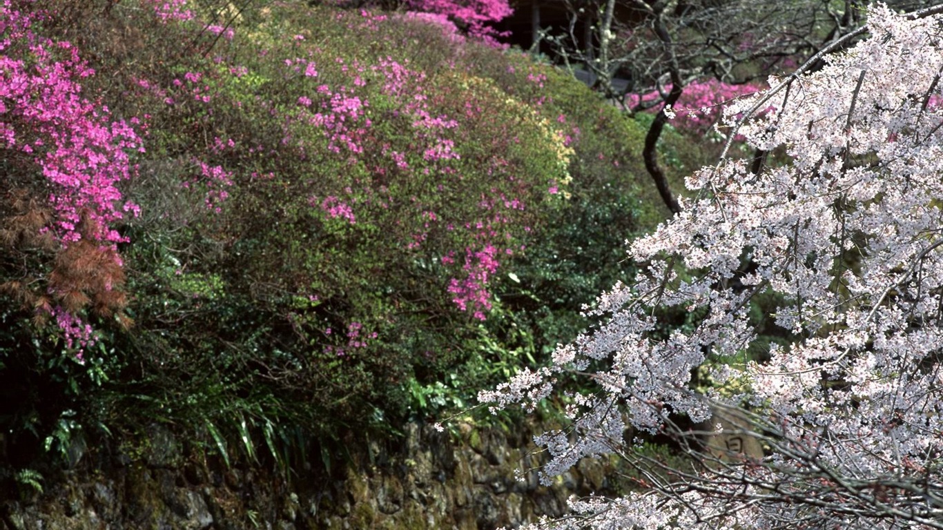春色 自然風景壁紙 #18 - 1366x768