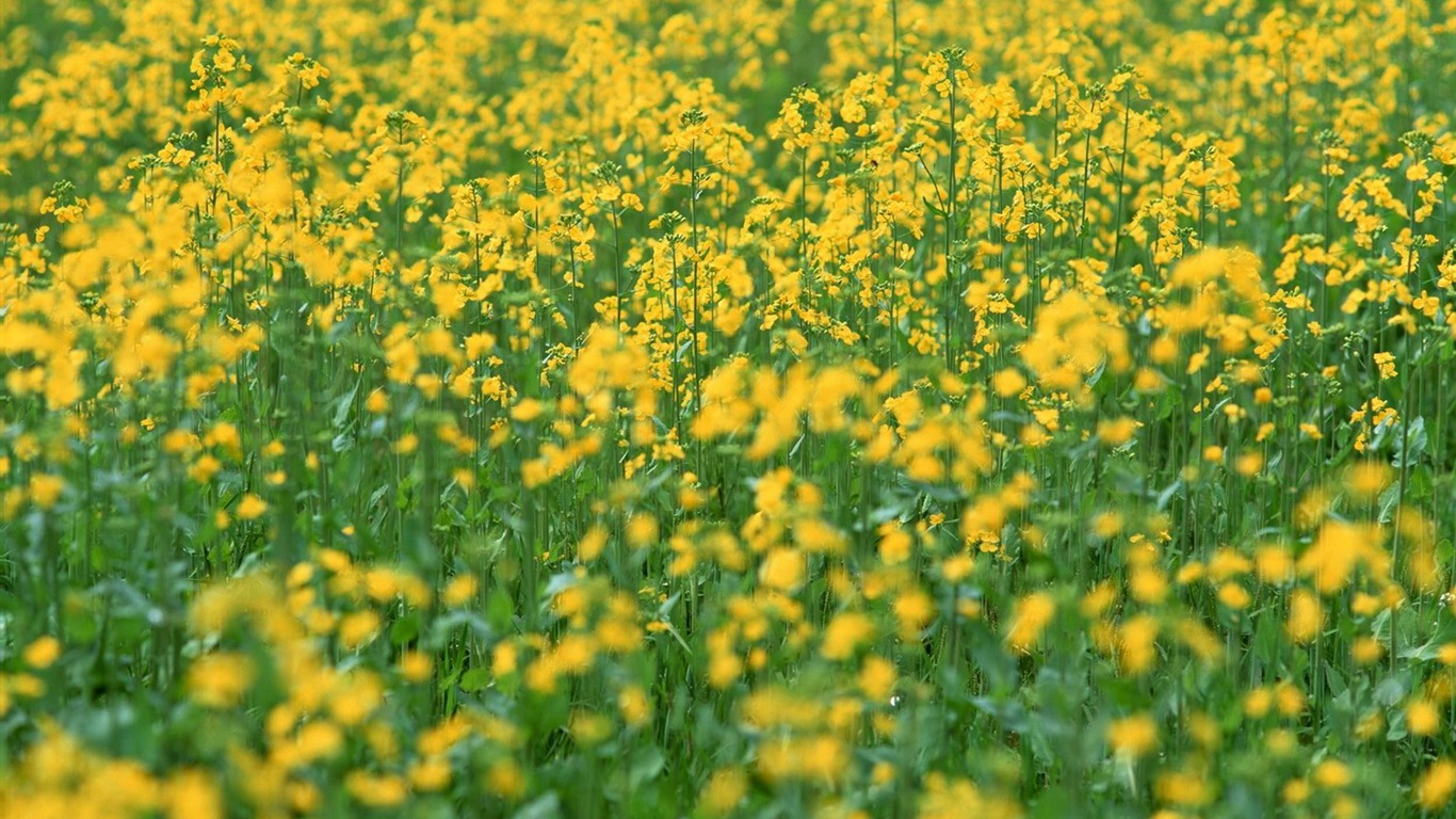 春色 自然风景壁纸21 - 1366x768