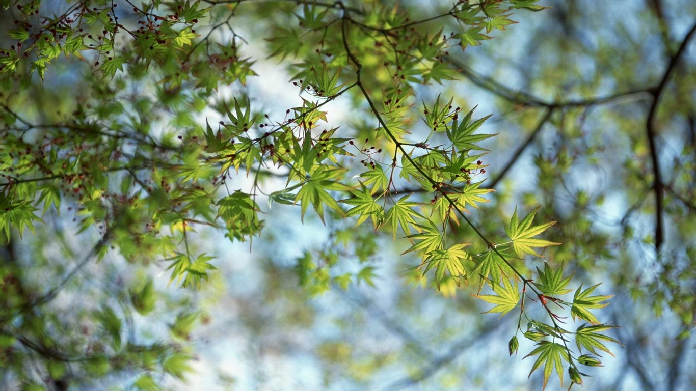 Printemps fonds d'écran Nature #25 - 1366x768