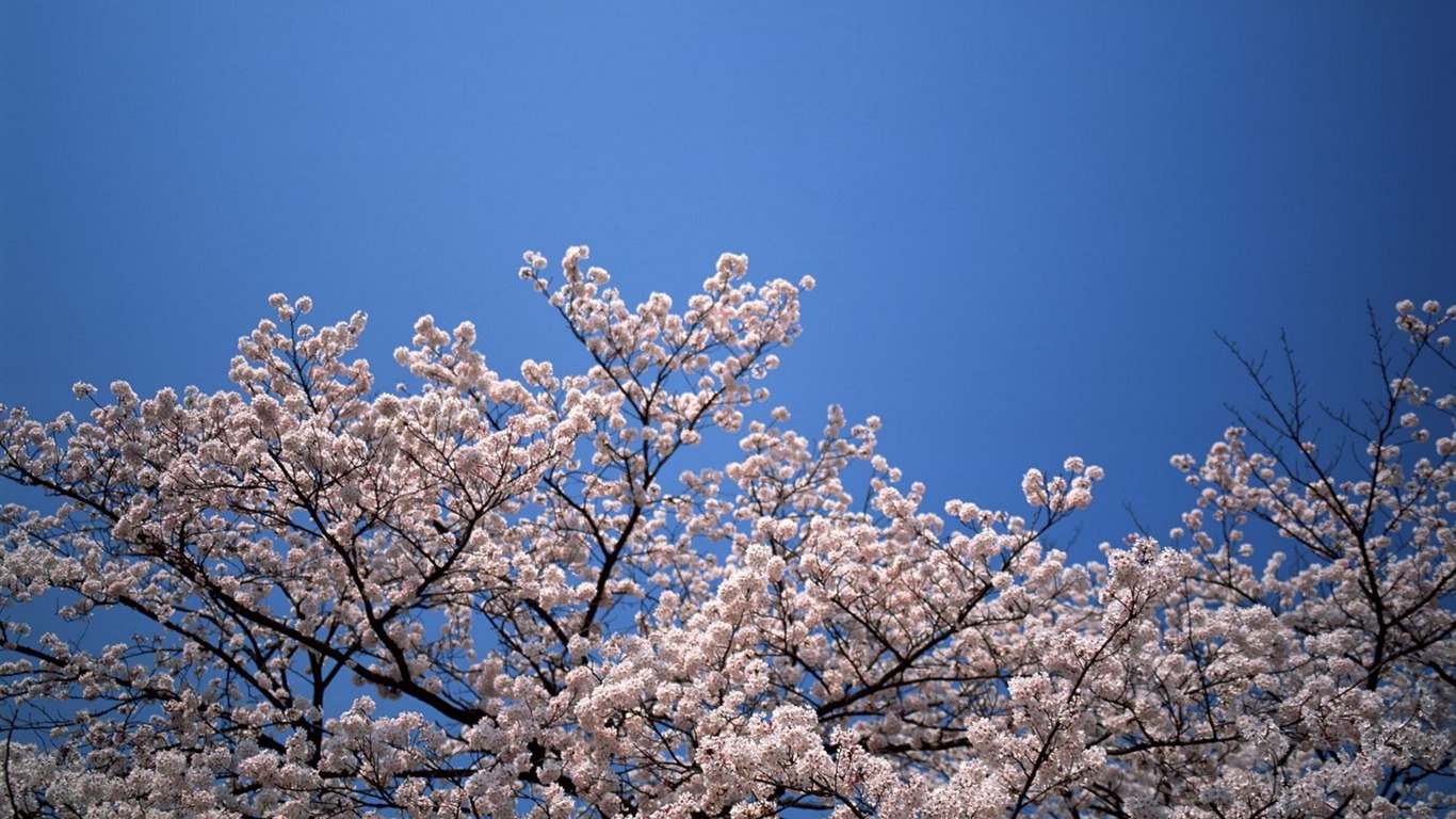 Printemps fonds d'écran Nature #28 - 1366x768