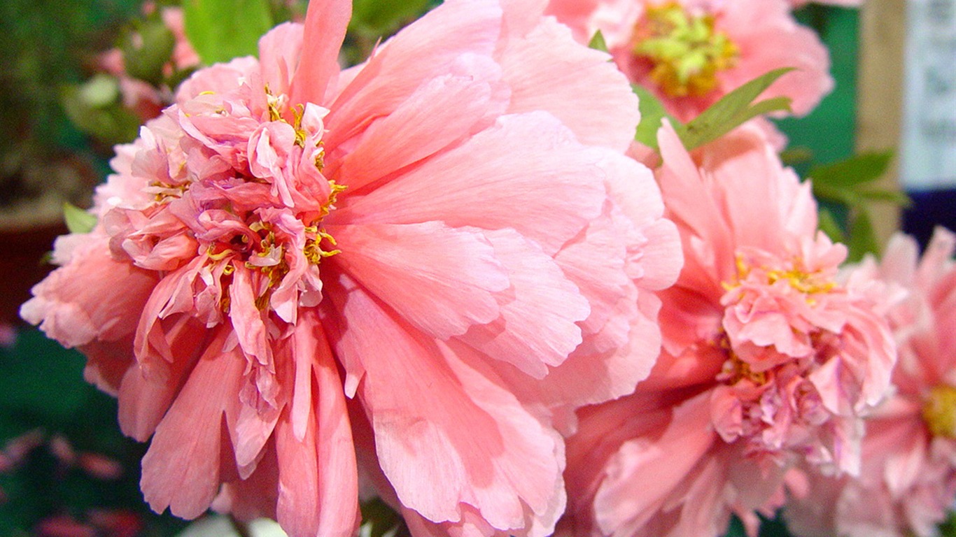 Fonds d'écran de la Reine fleur de pivoine #12 - 1366x768