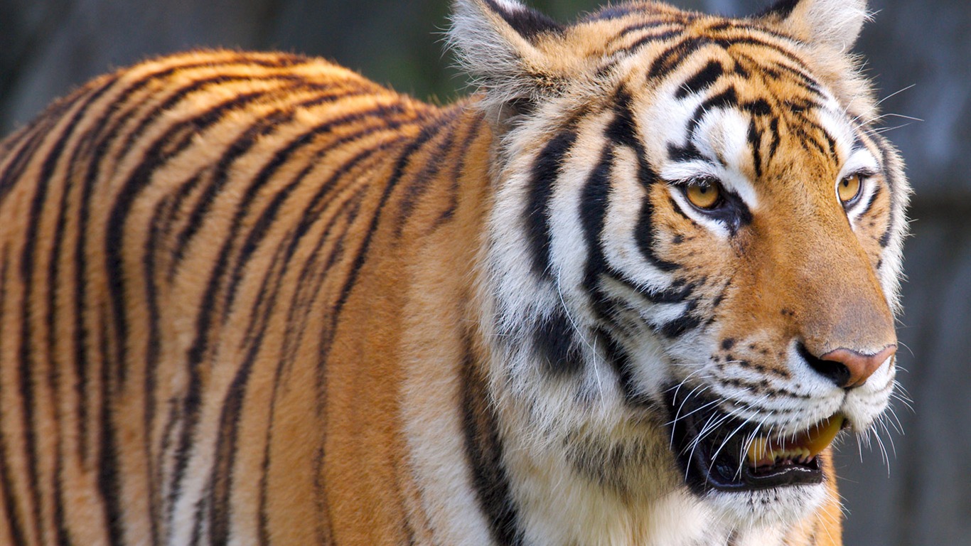 Tiger Photo Wallpaper #2 - 1366x768