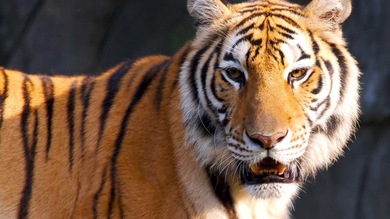 Tiger Photo Wallpaper #3 - 1366x768