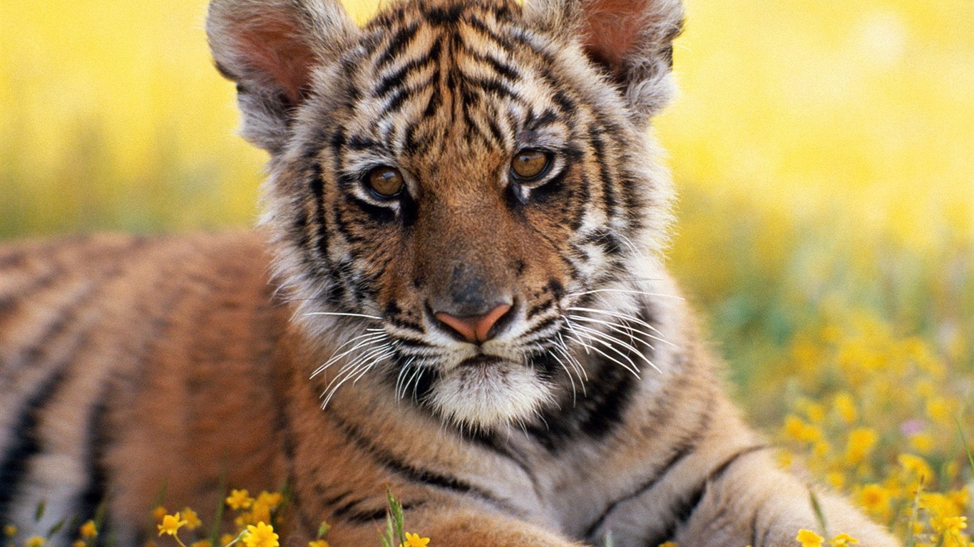 Tiger Foto Wallpaper #6 - 1366x768