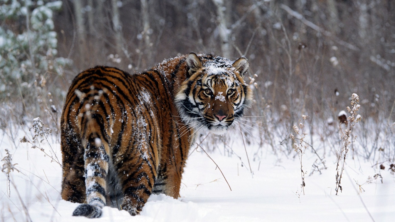 Tiger Foto Wallpaper #9 - 1366x768