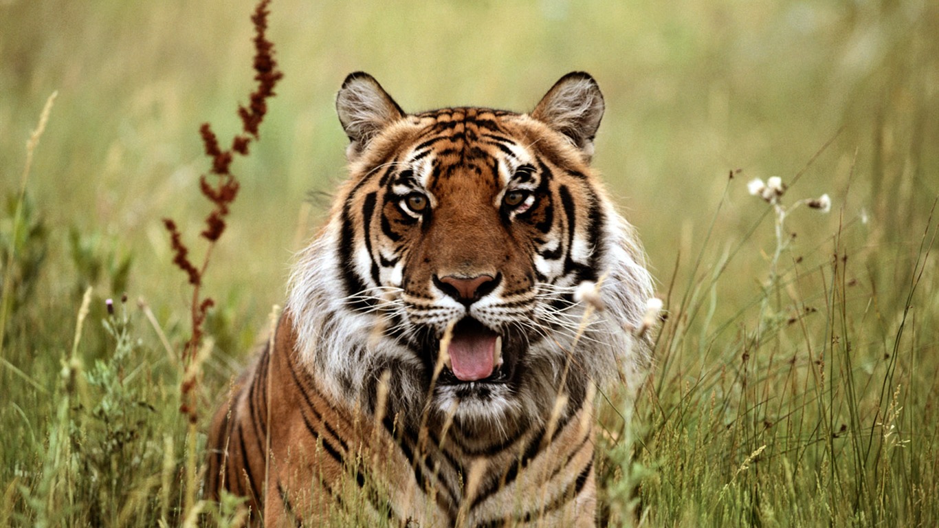 Tiger Foto Wallpaper #10 - 1366x768