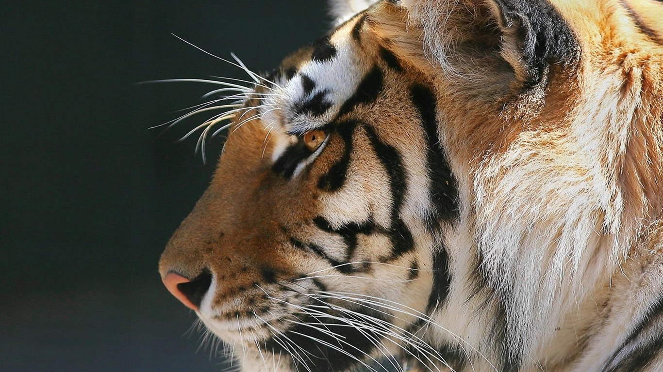 Tiger Фото обои #11 - 1366x768