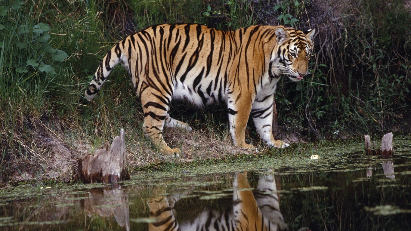 Tiger Foto Wallpaper #12 - 1366x768