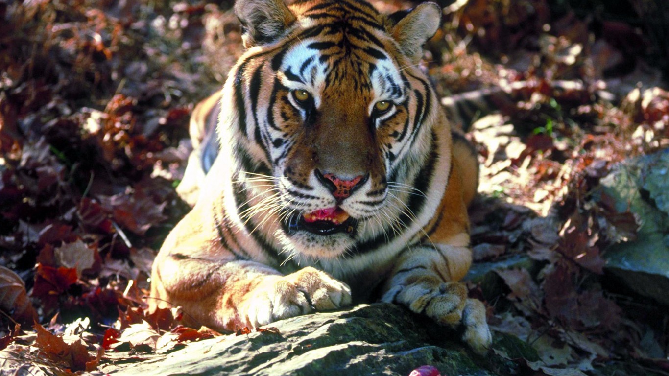 Tiger Foto Wallpaper #13 - 1366x768
