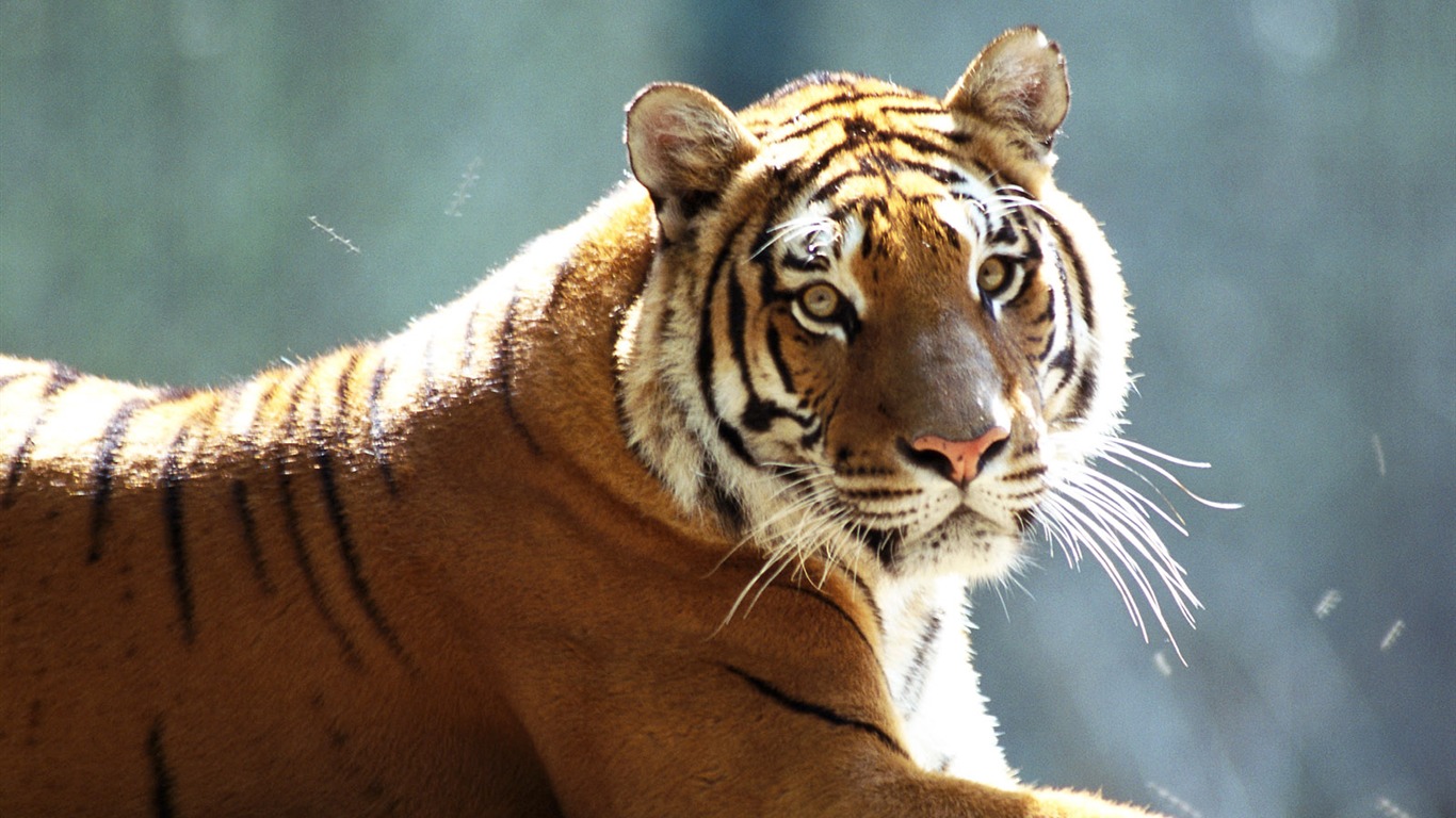 Tiger Фото обои #14 - 1366x768