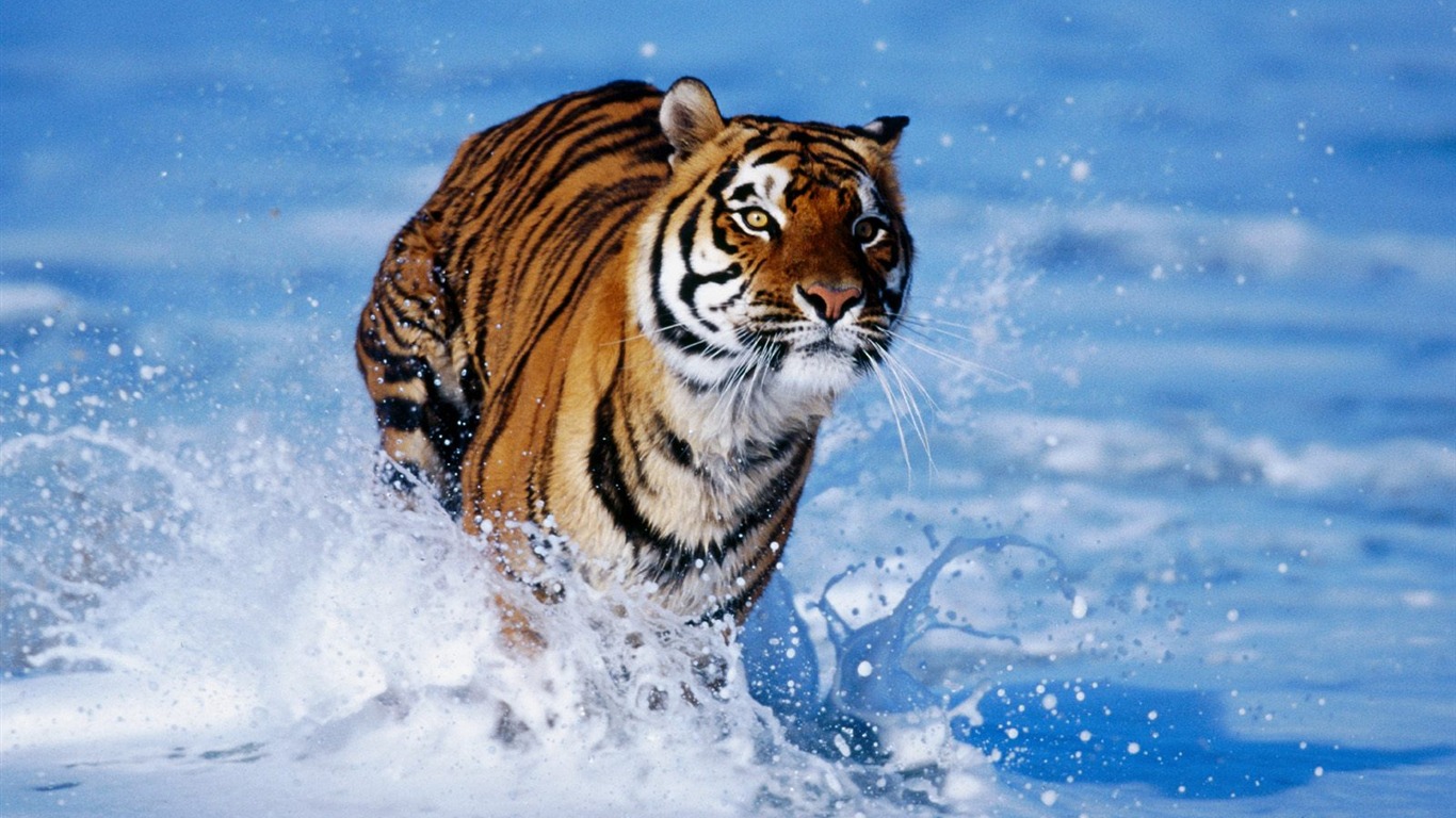 Tiger Foto Wallpaper #15 - 1366x768