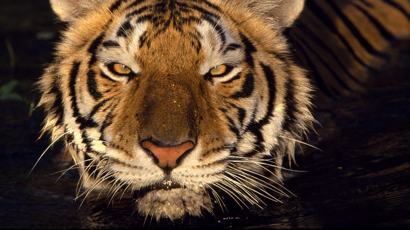 Tiger Фото обои #16 - 1366x768