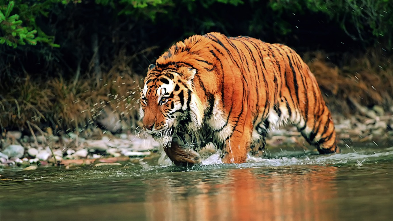 Tiger Foto Wallpaper #17 - 1366x768
