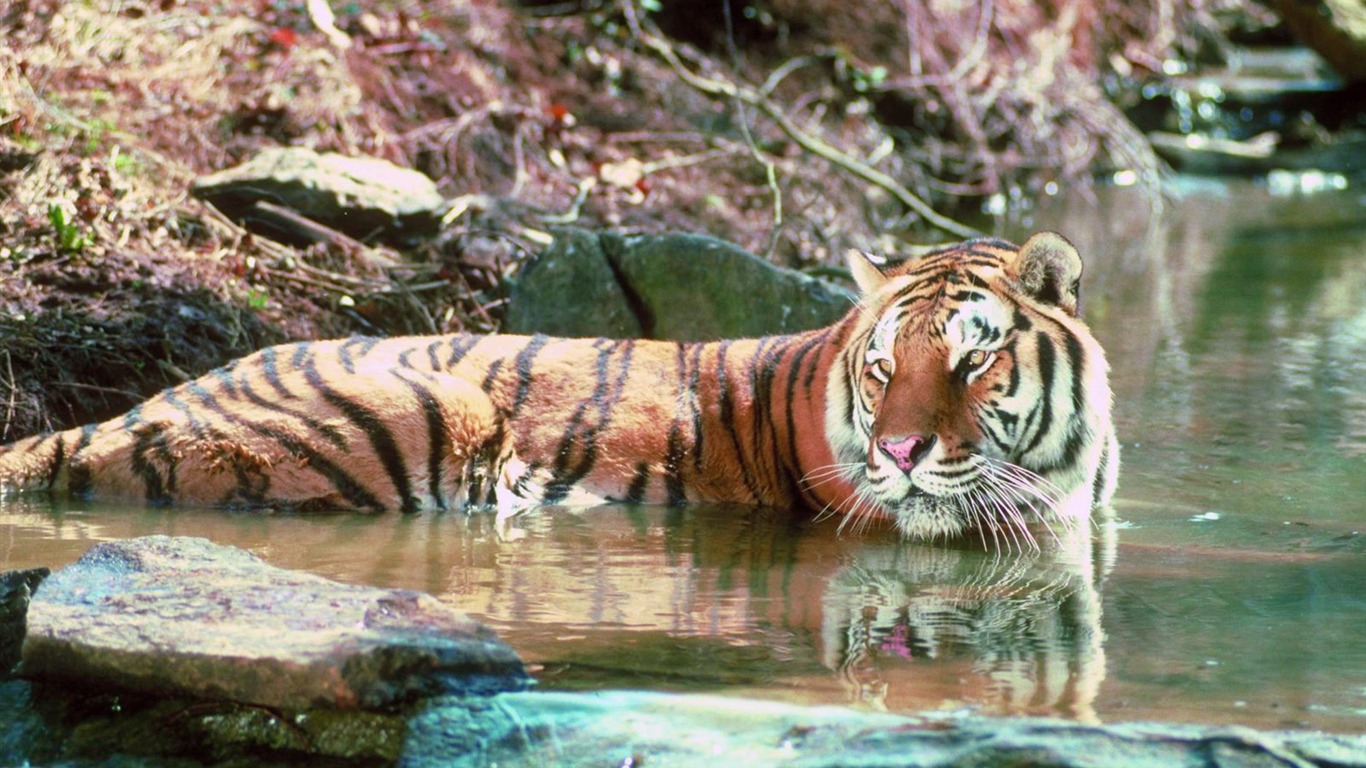 Foto Wallpaper Tigre #18 - 1366x768