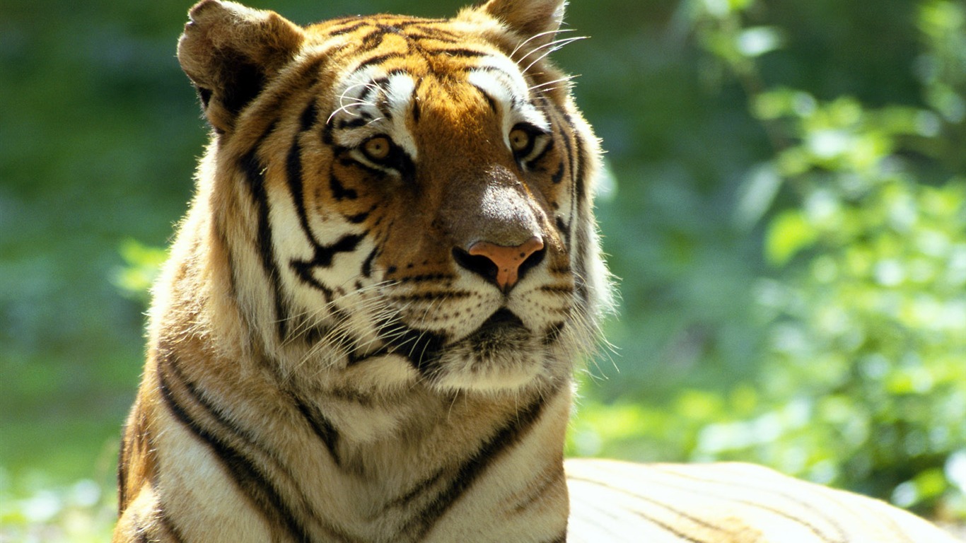 Tiger Фото обои #24 - 1366x768