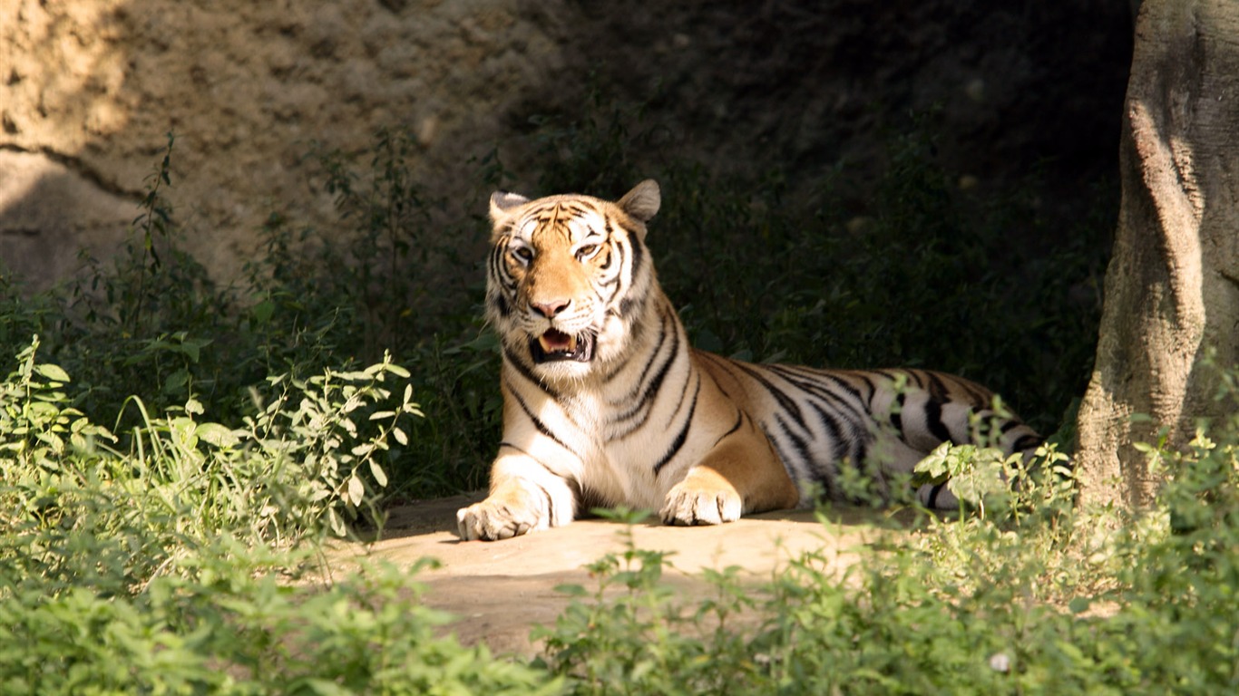 Tiger Фото обои #26 - 1366x768