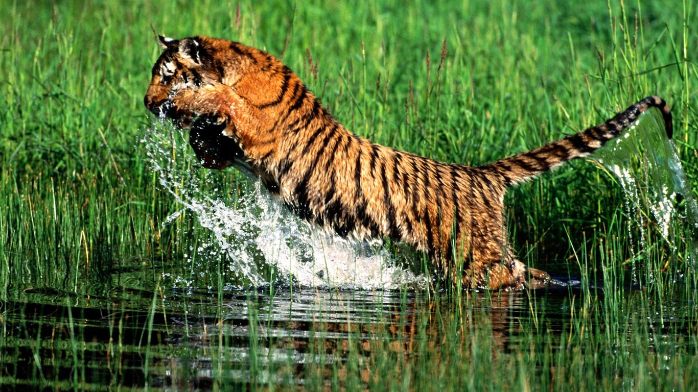 Tiger Фото обои #27 - 1366x768