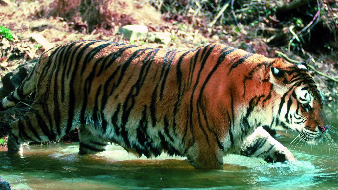 Foto Wallpaper Tigre #29 - 1366x768