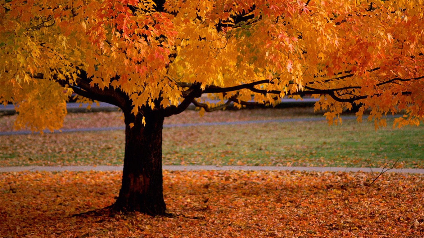 Fond d'écran magnifiques paysages d'automne #2 - 1366x768