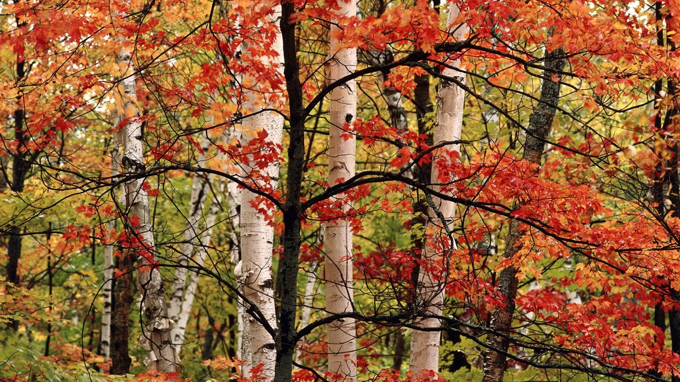 Herbstlandschaft schöne Tapete #3 - 1366x768